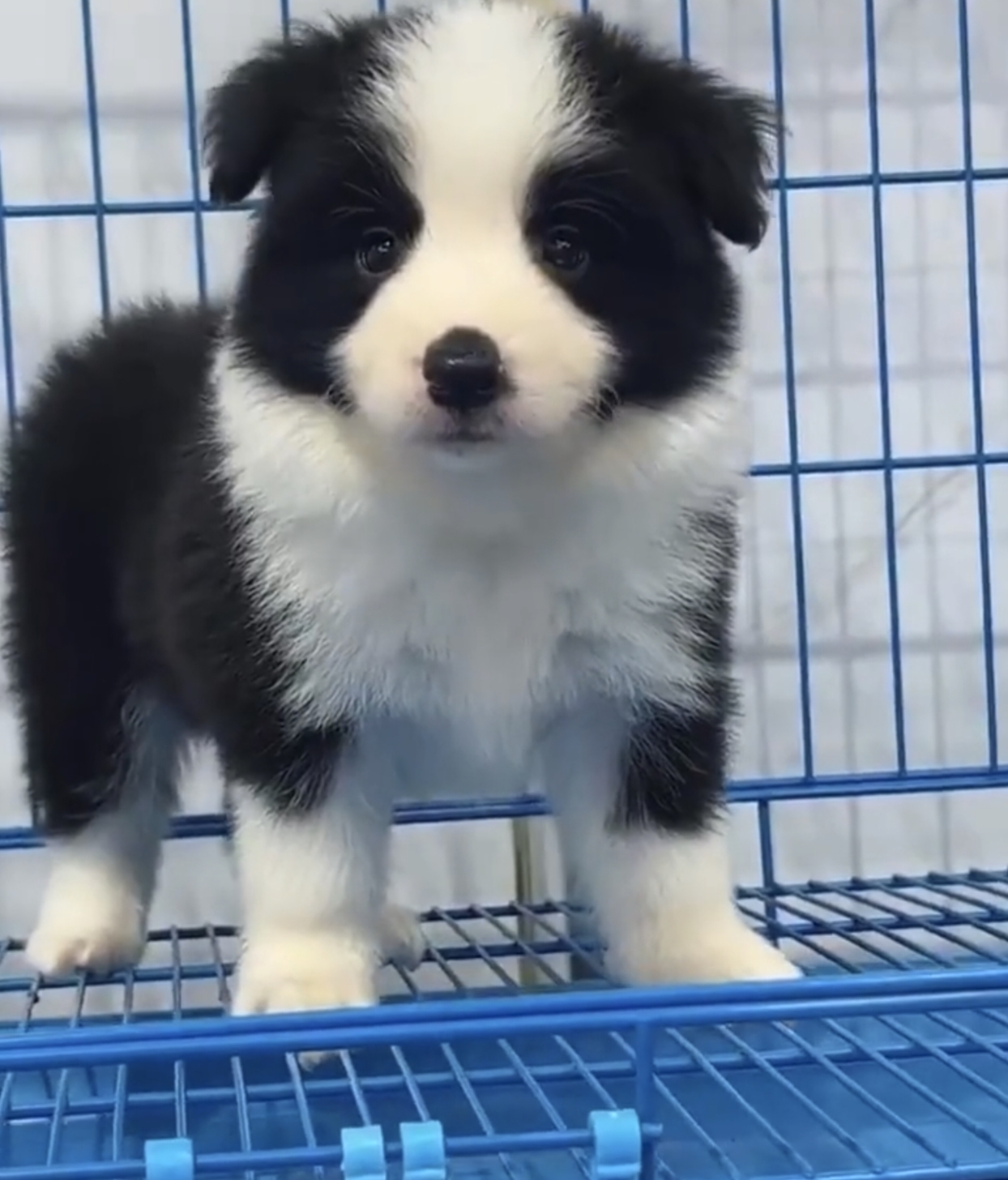 边境牧羊幼犬智商高，服从性高，漂亮可爱，团结热情谨慎，公母都有